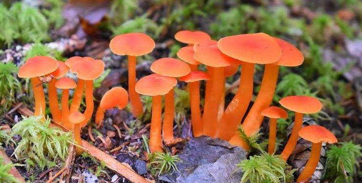 बड़ी खबर: यहां जंगली मशरूम खाने से 9 मजदूरों की बिगड़ी तबीयत, 2 आईसीयू में भर्ती..