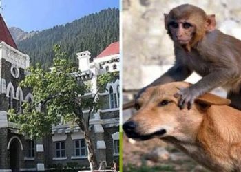 नैनीताल में कुत्तों के आतंक पर हाई कोर्ट की फटकार के बाद एक्शन में पालिका,