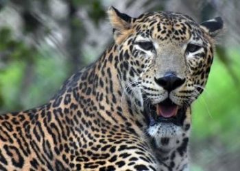 सावधान: उत्तराखंड में यहां तेंदुए ने मचाया आतंक लोगों का घर से निकलना हुआ मुश्किल