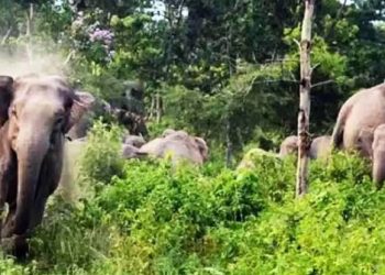 हाथियों के झुंड की वजह से हुई युवक की मौत, परिजनों का रो रो कर बुरा हाल