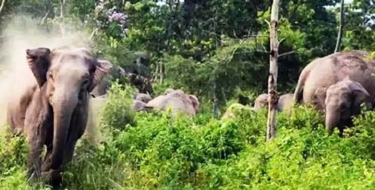 हाथियों के झुंड की वजह से हुई युवक की मौत, परिजनों का रो रो कर बुरा हाल