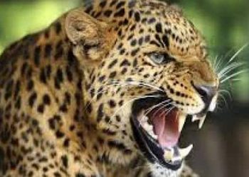 उत्तराखंड : यहां गुलदार ने उतारा 13 बकरियों को मौत के घाट, ग्रामीण खौफ में