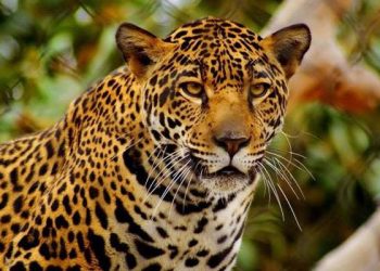 BIG BREAKING: अब जंगली जानवरों के हमले में मृत्यु होने पर इतना मिलेगा मुआवजा ।