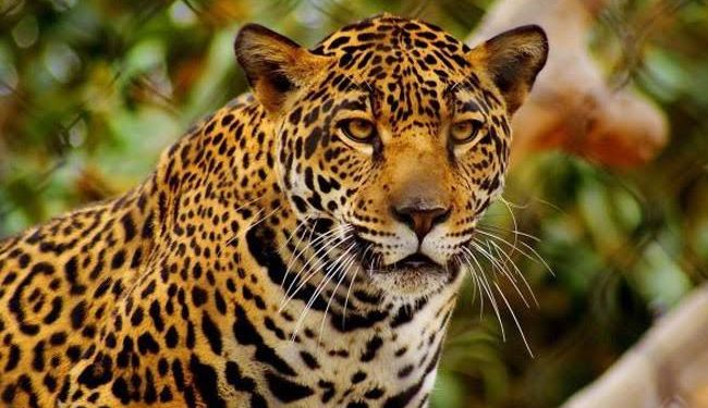 BIG BREAKING: अब जंगली जानवरों के हमले में मृत्यु होने पर इतना मिलेगा मुआवजा ।