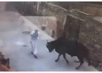 दुखद: यहां आवारा सांड ने बुजुर्ग को मार डाला, ग्रामीणों में दहशत..