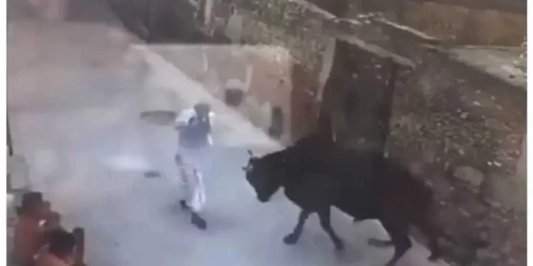 दुखद: यहां आवारा सांड ने बुजुर्ग को मार डाला, ग्रामीणों में दहशत..