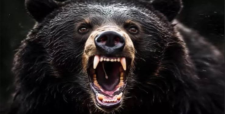 यहां भालू ने जंगल में लकड़ी लेने जा रहे ग्रामीण पर हमला कर बुरी तरह किया घायल।