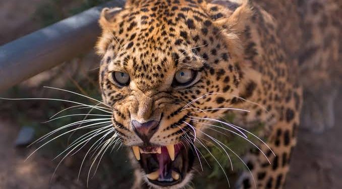 Big breaking : उत्तराखंड के इस जिले में गुलदार के हमले से 11 साल के बच्चे की दर्दनाक मौत।