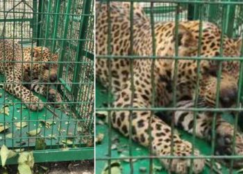 बड़ी खबर: आखिर पकड़ा गया देहरादून में दो बच्चों को निवाला बनाने वाला गुलदार..   