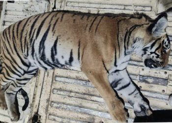 बड़ी खबर: यहां किसान को निवाला बनाने वाली बाघिन , वन विभाग के कब्जे में..