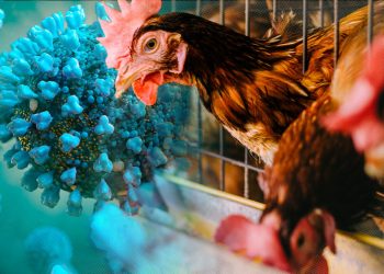 बड़ी खबर: एवियन इन्फ्लूएंजा को लेकर उत्तराखंड में अलर्ट जारी, पढ़े पूरी खबर..