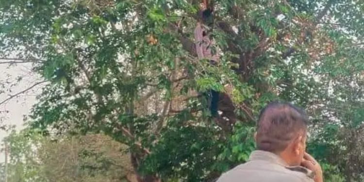 सनसनी : यहां पेड़ पर लटका मिला युवक का शव, जांच में जुटी पुलिस 