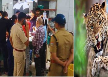 बड़ी खबर: यहां मां के हाथ से झपट्टा मारकर मासूम ले गया गुलदार, मासूम की हालत गंभीर..