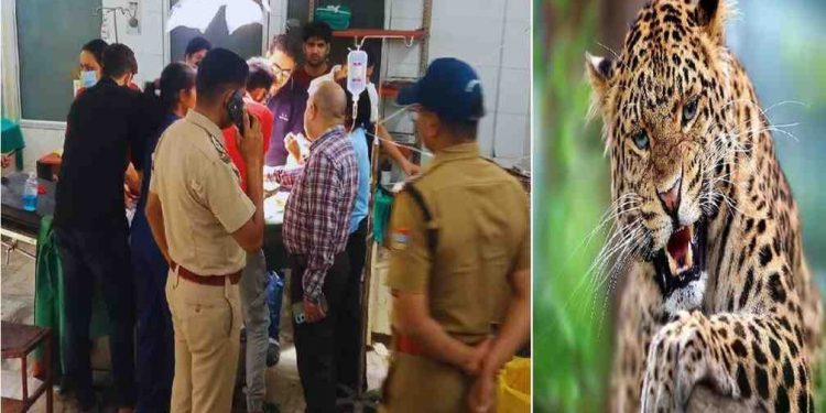 बड़ी खबर: यहां मां के हाथ से झपट्टा मारकर मासूम ले गया गुलदार, मासूम की हालत गंभीर..