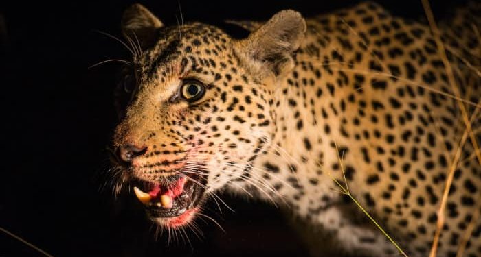 दुखद: यहां मां के सामने 3 वर्षीय मासूम को उठा ले गया गुलदार, नहीं लगा कोई सुराग..