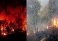 ब्रेकिंग: वनग्नि की घटनाओं की रोकथाम के लिए प्रशासन ने एडवाइजरी की जारी, पढ़े