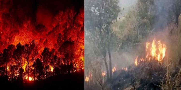 ब्रेकिंग: वनग्नि की घटनाओं की रोकथाम के लिए प्रशासन ने एडवाइजरी की जारी, पढ़े