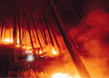 एक्सक्लूसिव: अल्मोड़ा जिले के बिनसर में जंगल की आग में, वन विभाग के 4 कर्मचारियों की मौत, अन्य अस्पताल में भर्ती 