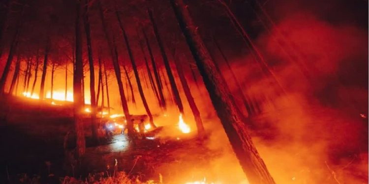 एक्सक्लूसिव: अल्मोड़ा जिले के बिनसर में जंगल की आग में, वन विभाग के 4 कर्मचारियों की मौत, अन्य अस्पताल में भर्ती 