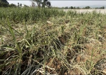 बिग ब्रेकिंग : डोईवाला में हाथियों ने रौंदी डाली तीन बीघा गन्ने की फसल, परेशान किसान..