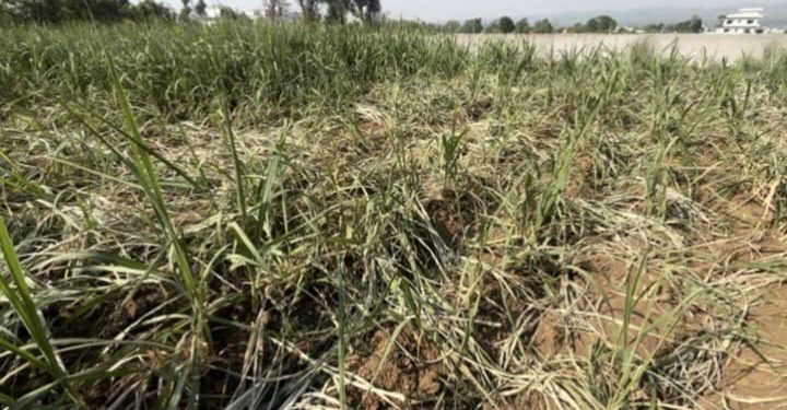 बिग ब्रेकिंग : डोईवाला में हाथियों ने रौंदी डाली तीन बीघा गन्ने की फसल, परेशान किसान..