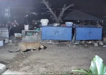 वीडियो: यहां पालतू कुत्तों पर झपटा गुलदार, सीसी टीवी में कैद हुई घटना, देखिए वीडियो..