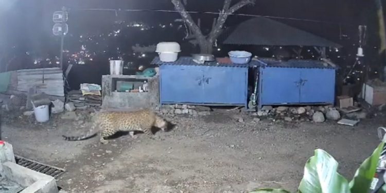 वीडियो: यहां पालतू कुत्तों पर झपटा गुलदार, सीसी टीवी में कैद हुई घटना, देखिए वीडियो..