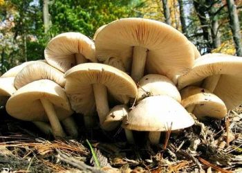 सावधान: यहां जंगली मशरूम खाने से बिगड़ी 8 लोगों की तबियत, सभी मशरूम नहीं होते खाने लायक..पढ़े