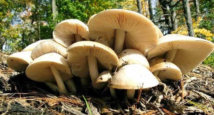 सावधान: यहां जंगली मशरूम खाने से बिगड़ी 8 लोगों की तबियत, सभी मशरूम नहीं होते खाने लायक..पढ़े