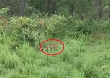 बड़ी खबर: अल्मोड़ा में आबादी क्षेत्र में दिनदहाड़े दिखा तेंदुआ, दहशत में ग्रामीण