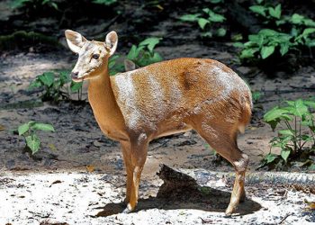 बड़ी खबर: जिम कॉर्बेट नेशनल पार्क में 47 सालों में 1125 से घटकर 100 रह गई हॉग डियर की संख्या