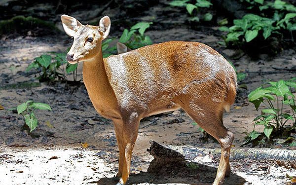 बड़ी खबर: जिम कॉर्बेट नेशनल पार्क में 47 सालों में 1125 से घटकर 100 रह गई हॉग डियर की संख्या