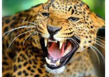 दुखद :  गुलदार ने 13वर्षीय बच्ची को बनाया अपना निवाला