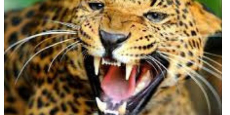 दुखद :  गुलदार ने 13वर्षीय बच्ची को बनाया अपना निवाला