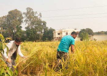 बड़ी खबर : मुख्य विकास अधिकारी अभिनव शाह ने खेत में जाकर काश्तकार के साथ काटी फसल