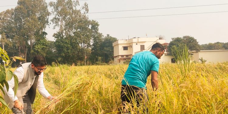 बड़ी खबर : मुख्य विकास अधिकारी अभिनव शाह ने खेत में जाकर काश्तकार के साथ काटी फसल