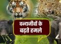 प्रदेश में वन्यजीव संघर्ष की घटनाओं से जुड़ा रहा है. पिछले 24 सालों के दौरान 7000 से ज्यादा हमले किए गए रिकॉर्ड