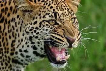 बड़ी खबर : जंगल में घास लेने गई महिला पर गुलदार ने किया हमला, हायर सेंटर रेफर