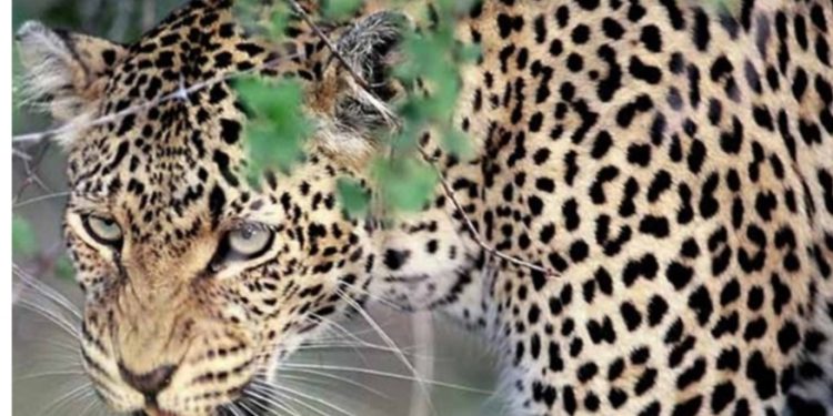 गुलदार का आतंक: खेत में महिला पर हमला, मौत के बाद ग्रामीणों में भय और आक्रोश