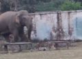 बिग ब्रेकिंग : जंगली हाथी जंगल से निकलकर नई कॉलोनी मे आ धमका,मची अफरा तफरी