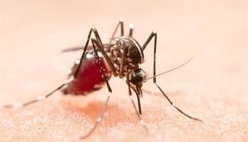 देहरादून में डेंगू का कहर शुरू: 13 दिनों में 15 मरीज, विभाग सोता रहा