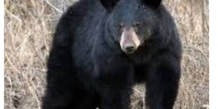 Big breaking: भालू की दहशत से स्कूलों में सन्नाटा, बच्चों की पढ़ाई पर पड़ा असर