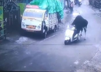 ऋषिकेश में सांड बना ‘स्कूटी राइडर’, लोगों ने कहा– अब इसे ड्राइविंग लाइसेंस भी दे दो!