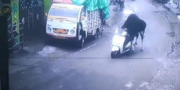 ऋषिकेश में सांड बना ‘स्कूटी राइडर’, लोगों ने कहा– अब इसे ड्राइविंग लाइसेंस भी दे दो!