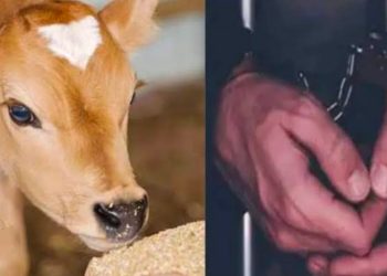 शर्मनाक : रामनगर में शर्मनाक घटना, बछिया के साथ दुराचार का आरोपी गिरफ्तार