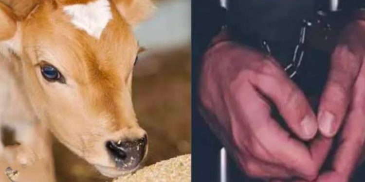 शर्मनाक : रामनगर में शर्मनाक घटना, बछिया के साथ दुराचार का आरोपी गिरफ्तार