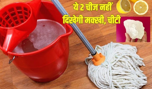 हर दिन सिर्फ इतना करें और कभी नहीं दिखेगा घर में एक भी कीड़ा!