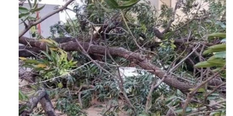 ऑफिस से स्कूटी पर घर लौट रही थी महिला कर्मचारी, अचानक गिरा पेड़, हेलमेट के भी उड़ गए टुकड़े