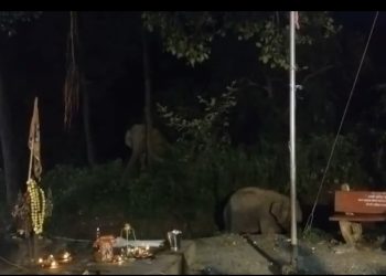 कांवड़ियों के भंडारे में घुसे हाथी, मचाई अफरा-तफरी; ट्रैक्टर-ट्रॉली पलटी, बड़ा हादसा टला