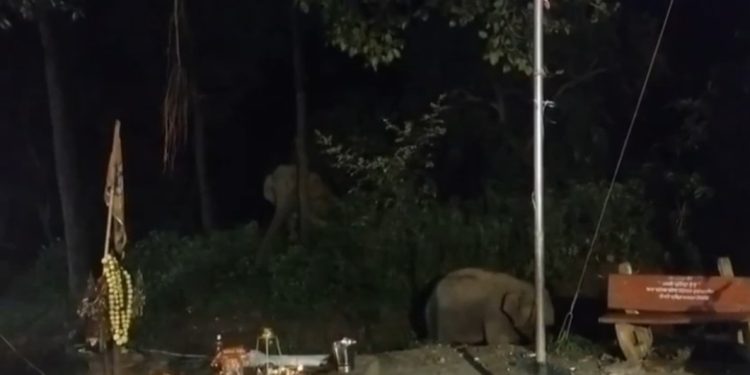 कांवड़ियों के भंडारे में घुसे हाथी, मचाई अफरा-तफरी; ट्रैक्टर-ट्रॉली पलटी, बड़ा हादसा टला